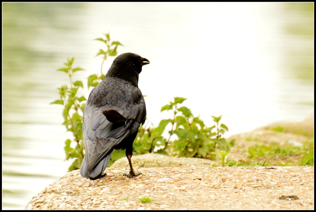 Birds eye view by rosiekind