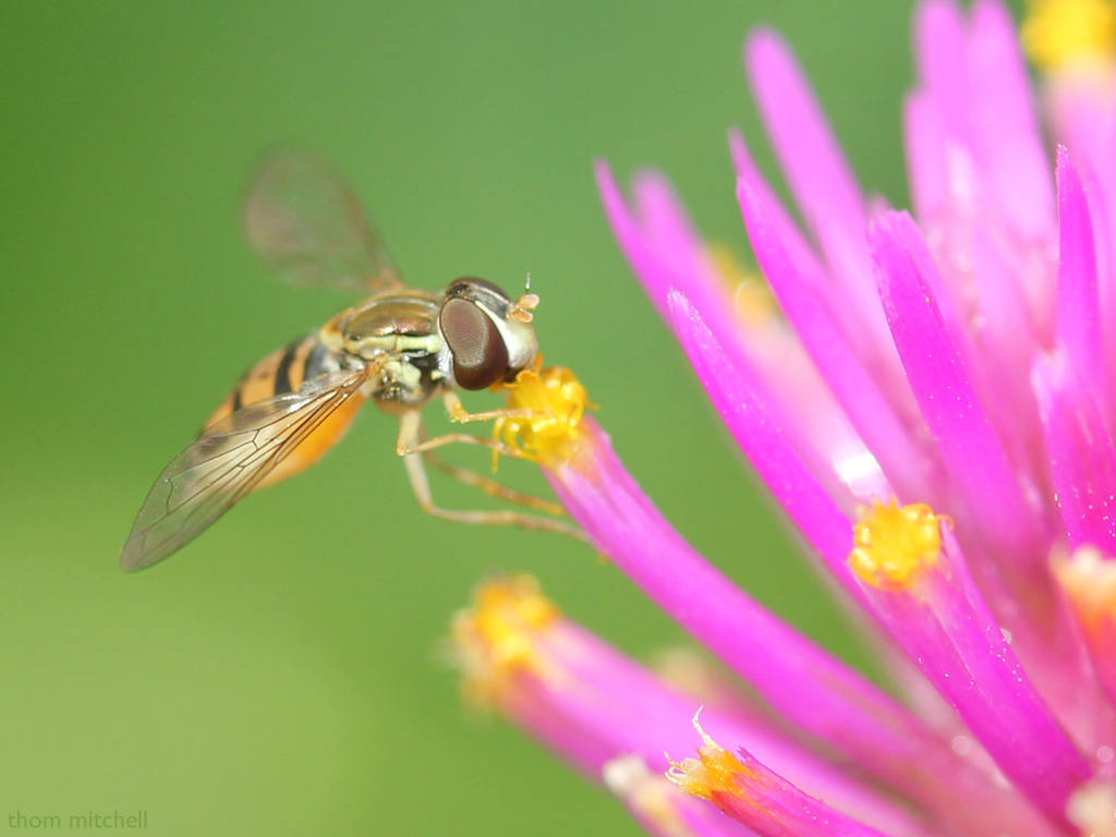 Hover fly on Gomphrena globosa by rhoing