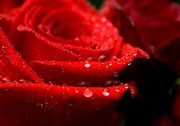 16th May 2014 - Day 136:  Raindrops on Roses