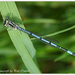 Northern Damselfly by pcoulson