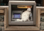 16th May 2014 - When I said I needed to get some money from the kitty.....
