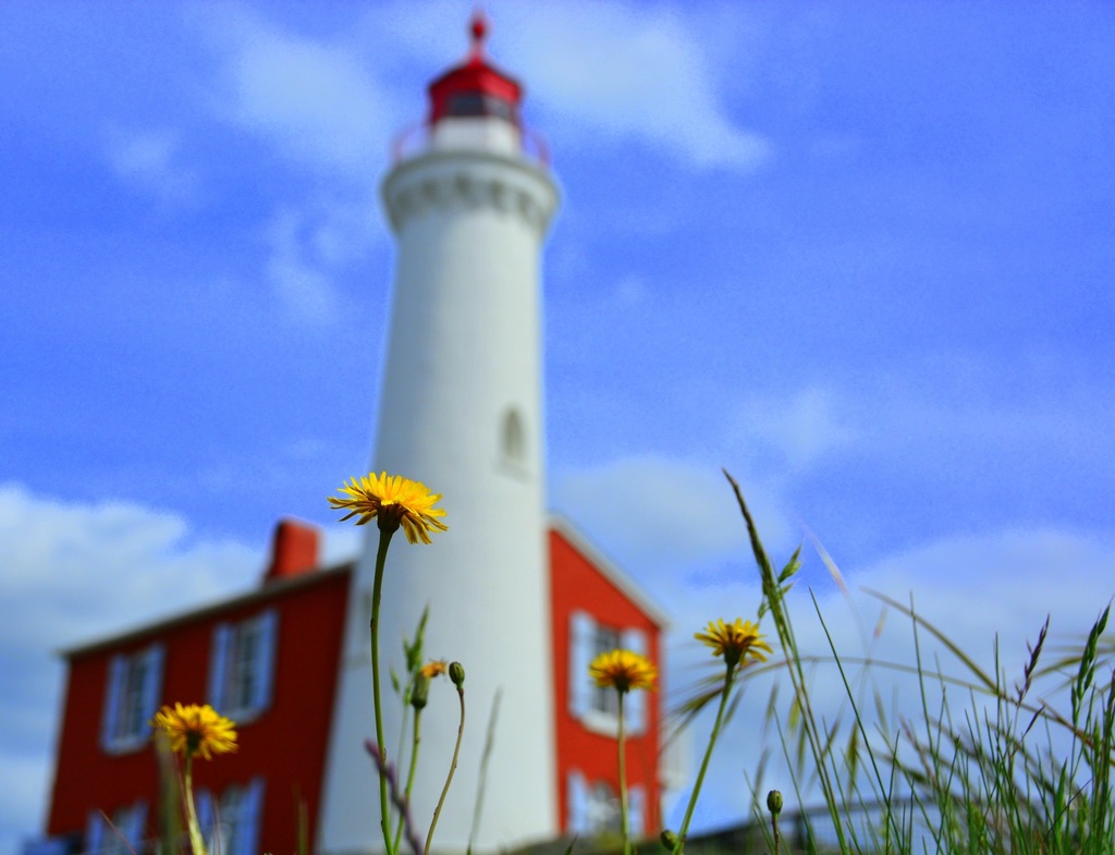 Yellow Flowers at the Lighthouse by jayberg