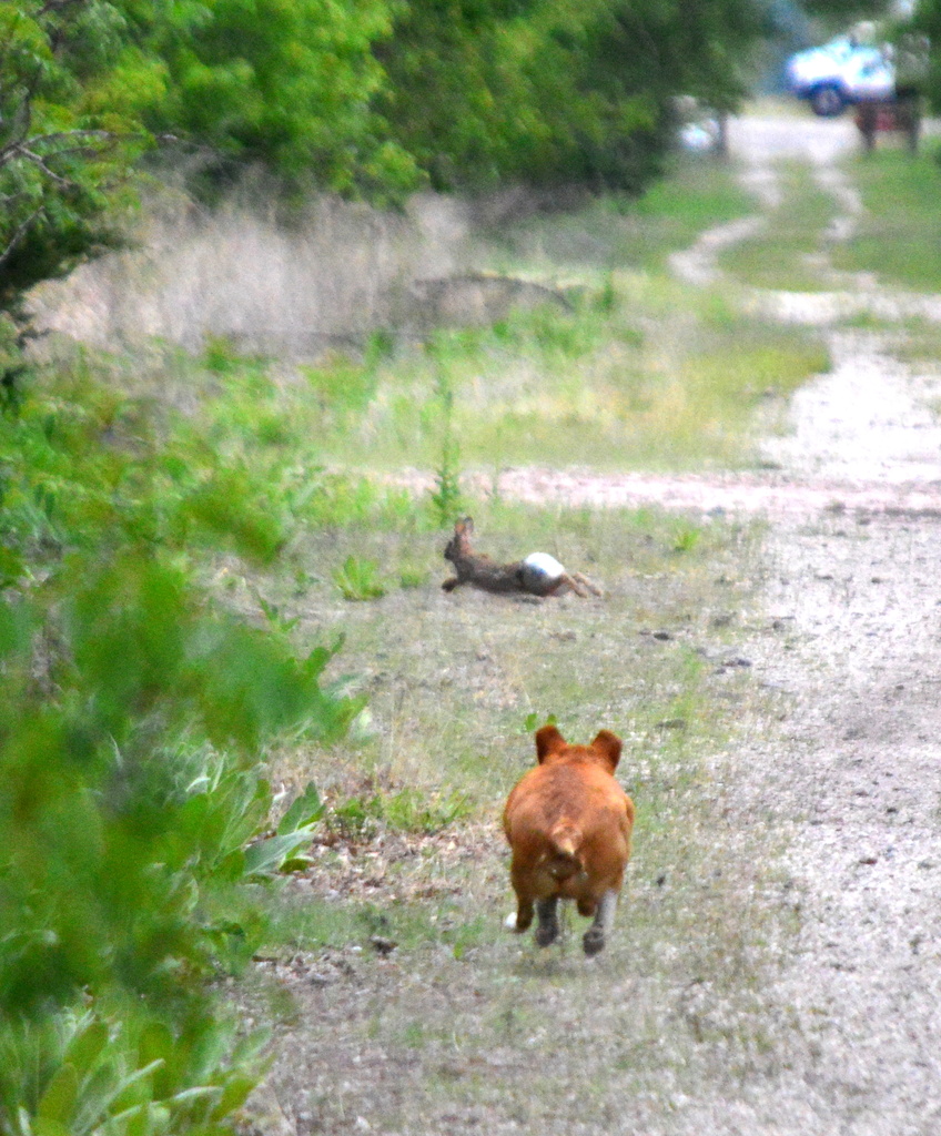 Run!!!! by kareenking