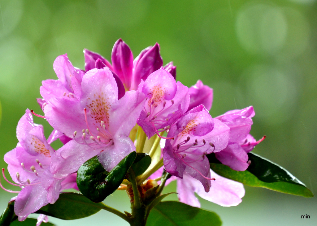 Rhododendrons in the Rain by mhei