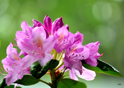 16th May 2014 - Rhododendrons in the Rain