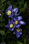 2nd May 2014 - Blue Light Clematis