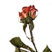 High Key Rose by lstasel