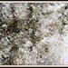A Photo Showing Weather (a la Jackson Pollock) by olivetreeann