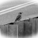 Woodpecker On A Guardrail by digitalrn