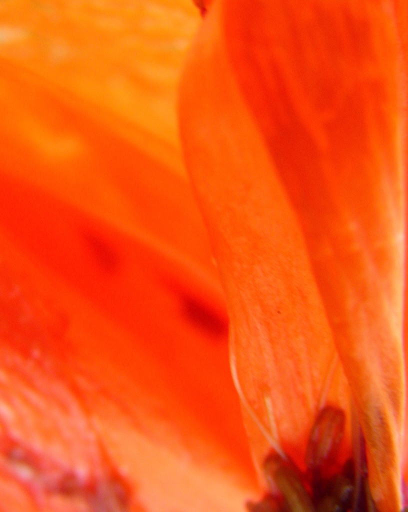 May 12 Abstract in orange by daisymiller