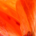 May 12 Abstract in orange by daisymiller