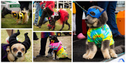 15th May 2014 - Costume Contest