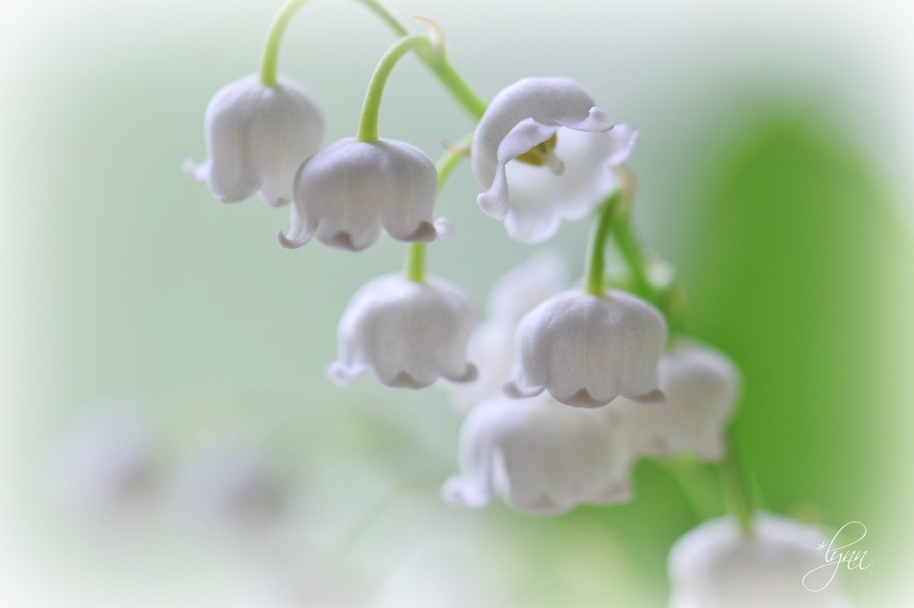 Lily of the Valley by lynnz