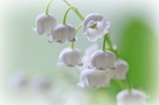 15th May 2014 - Lily of the Valley