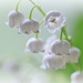 Lily of the Valley by lynnz
