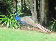 17th May 2014 - Lonely Peacock.