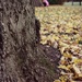 Playing in the leaves by nicolecampbell