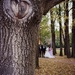 The Wedding Tree by nicolecampbell