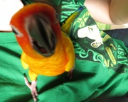 17th May 2014 - Giant parrot eats camera...