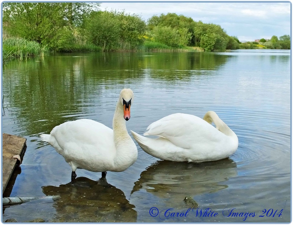 Swans by carolmw