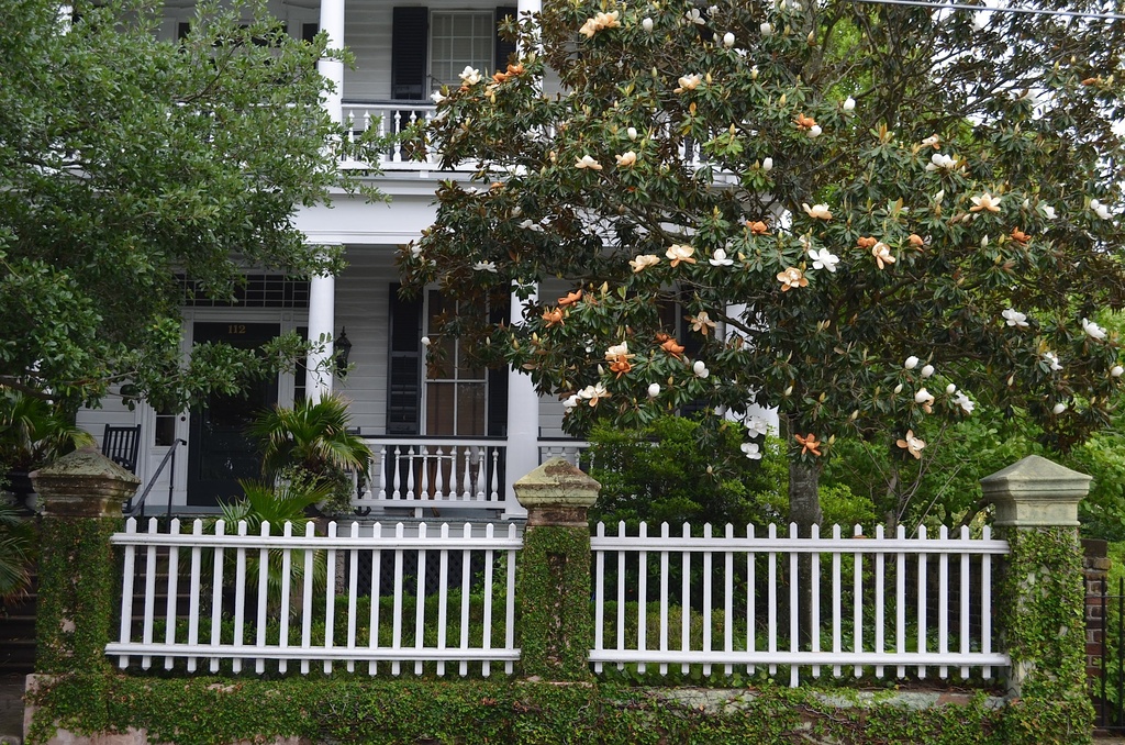 Old Southern home, picket fence and Magnolia tree in bloom-- A classic by congaree