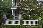 16th May 2014 - Old Southern home, picket fence and Magnolia tree in bloom-- A classic