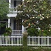Old Southern home, picket fence and Magnolia tree in bloom-- A classic by congaree