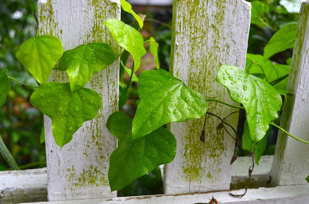 Ivy and picket fence by congaree