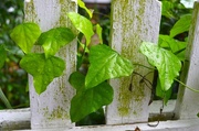 16th May 2014 - Ivy and picket fence