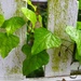 Ivy and picket fence by congaree