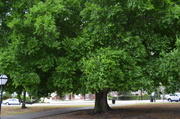 15th May 2014 - Hackberry tree, Colonial Lake, Charleston, SC