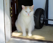 13th May 2014 - May 13: Patches, the curious cat