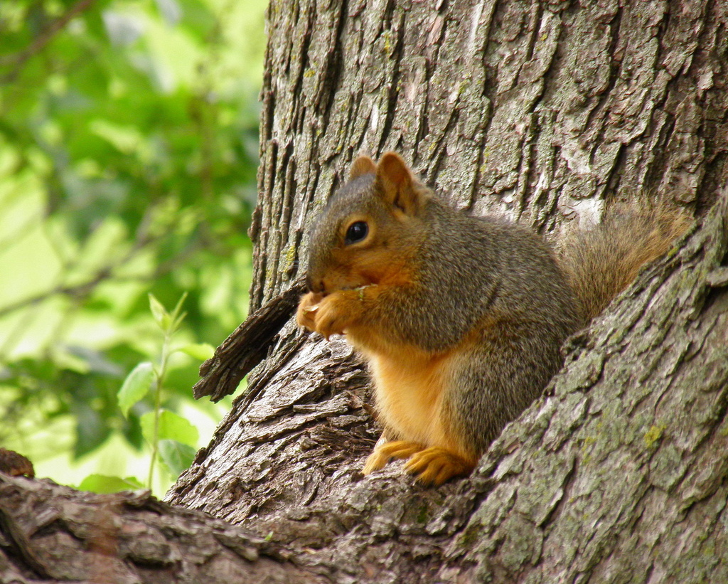 May 14 Spring Squirrel by daisymiller