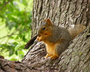 14th May 2014 - May 14 Spring Squirrel