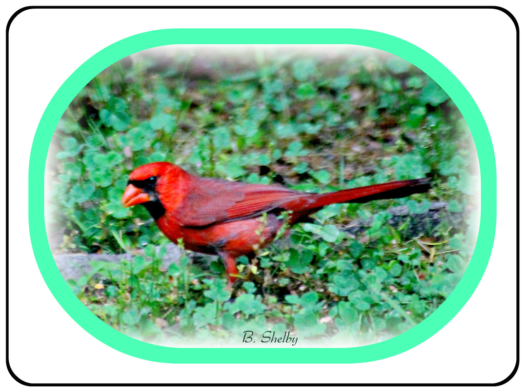 Male Cardinal  by vernabeth