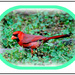 Male Cardinal  by vernabeth