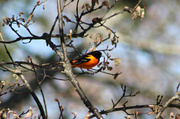 15th May 2014 - The Orioles are Back