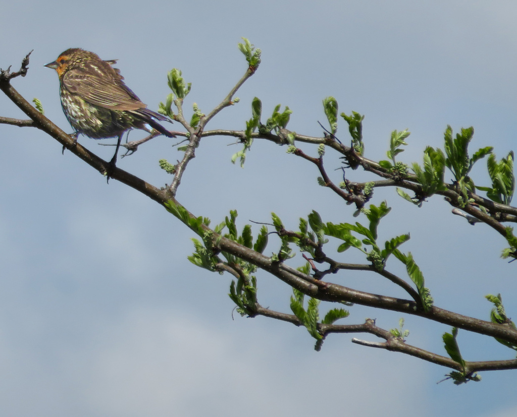 Day 347 House Finch on a Branch by rminer