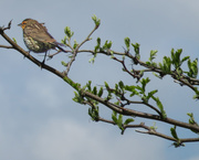 17th May 2014 - Day 347 House Finch on a Branch