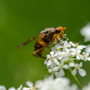 17th May 2014 - Fly on cow parsley - 17-05