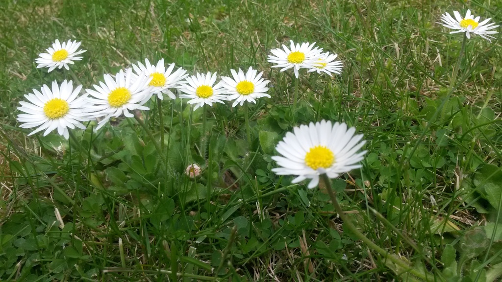 Daisy Chains by elainepenney