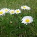 Daisy Chains by elainepenney