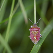 2nd May 2014 - shield bug