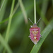 shield bug by jantan