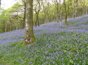 16th May 2014 - Bluebells