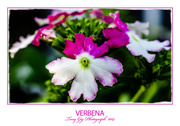 18th May 2014 - Verbena