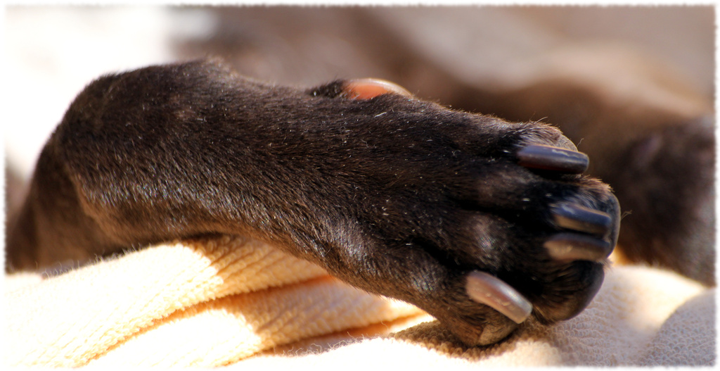Paw by phil_howcroft