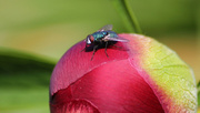 17th May 2014 - A fly on my peony