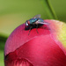 A fly on my peony by phil_howcroft