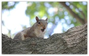 18th May 2014 - A Squirrel Scolding